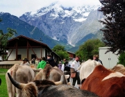 Almabtrieb Feldereralpe 2013 – „So wie seit 100 Jahren“