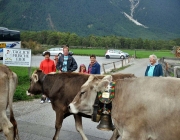 Almabtrieb Feldereralpe 2013 – „So wie seit 100 Jahren“