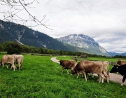 Almabtrieb Feldereralpe 2013 – „So wie seit 100 Jahren“