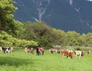 Almabtrieb Feldereralpe 2013 – „So wie seit 100 Jahren“