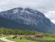 Almabtrieb Feldereralpe 2013 – „So wie seit 100 Jahren“