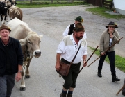 Almabtrieb Feldereralpe 2013 – „So wie seit 100 Jahren“