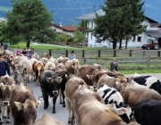 Almabtrieb Feldereralpe 2013 – „So wie seit 100 Jahren“