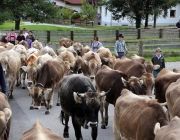 Almabtrieb Feldereralpe 2013 – „So wie seit 100 Jahren“