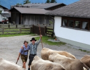 Almabtrieb Feldereralpe 2013 – „So wie seit 100 Jahren“