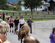 Almabtrieb Feldereralpe 2013 – „So wie seit 100 Jahren“