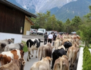 Almabtrieb Feldereralpe 2013 – „So wie seit 100 Jahren“