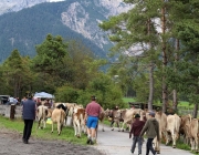 Almabtrieb Feldereralpe 2013 – „So wie seit 100 Jahren“
