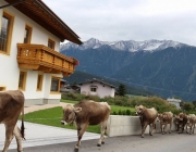 Almabtrieb Feldereralpe 2013 – „So wie seit 100 Jahren“