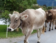 Almabtrieb Feldereralpe 2013 – „So wie seit 100 Jahren“