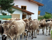 Almabtrieb Feldereralpe 2013 – „So wie seit 100 Jahren“