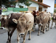 Almabtrieb Feldereralpe 2013 – „So wie seit 100 Jahren“