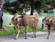 Almabtrieb Feldereralpe 2013 – „So wie seit 100 Jahren“