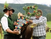 Almabtrieb Hochfeldern Alm 2016