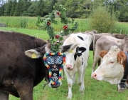 Almabtrieb Hochfeldern Alm 2016