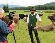 Almabtrieb Hochfeldern Alm 2016