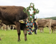 Almabtrieb Hochfeldern Alm 2016