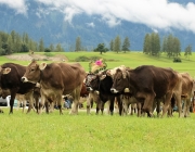 Almabtrieb Hochfeldern Alm 2016