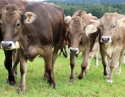 Almabtrieb Hochfeldern Alm 2016