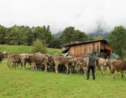 Almabtrieb Hochfeldern Alm 2016