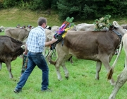 Almabtrieb Hochfeldern Alm 2016