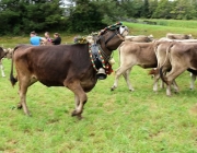 Almabtrieb Hochfeldern Alm 2016