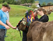 Almabtrieb Hochfeldern Alm 2016