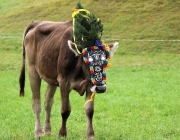 Almabtrieb Hochfeldern Alm 2016