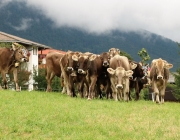 Almabtrieb Hochfeldern Alm 2016