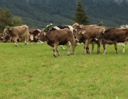 Almabtrieb Hochfeldern Alm 2016
