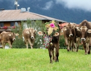 Almabtrieb Hochfeldern Alm 2016