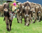 Almabtrieb Hochfeldern Alm 2016
