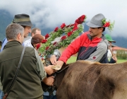 Almabtrieb Hochfeldern Alm 2016