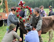 Almabtrieb Hochfeldern Alm 2016