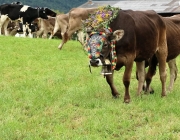 Almabtrieb Hochfeldern Alm 2016