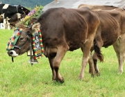 Almabtrieb Hochfeldern Alm 2016