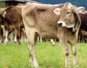 Almabtrieb Hochfeldern Alm 2016