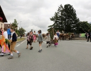 Almabtrieb Hochfeldern Alm 2016