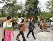 Almabtrieb Hochfeldern Alm 2016