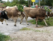 Almabtrieb Hochfeldern Alm 2016