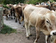 Almabtrieb Hochfeldern Alm 2016