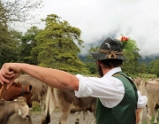 Almabtrieb Hochfeldern Alm 2016