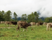Almabtrieb Hochfeldern Alm 2016