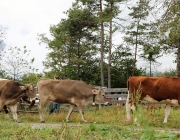 Almabtrieb Hochfeldern Alm 2016