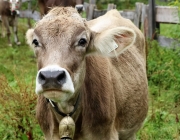 Almabtrieb Hochfeldern Alm 2016