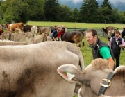 Almabtrieb Hochfeldern Alm 2016
