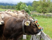 Almabtrieb Hochfeldern Alm 2016