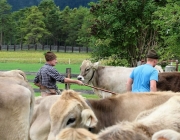 Almabtrieb Hochfeldern Alm 2016