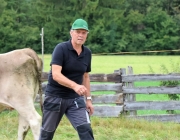 Almabtrieb Hochfeldern Alm 2016