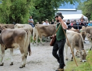 Almabtrieb Hochfeldern Alm 2016